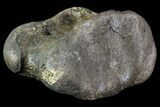 Ceratopsian Dinosaur Toe Bone - Alberta (Disposition #-) #71707-2
